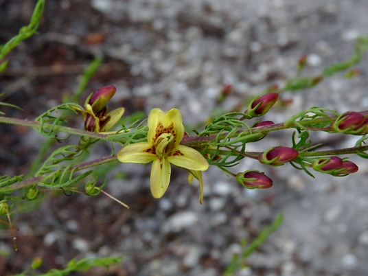 {Seymeria cassioides}